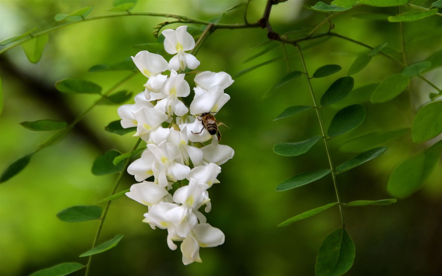 White pink locust tree flowers HD wallpapers #12 - 1440x900