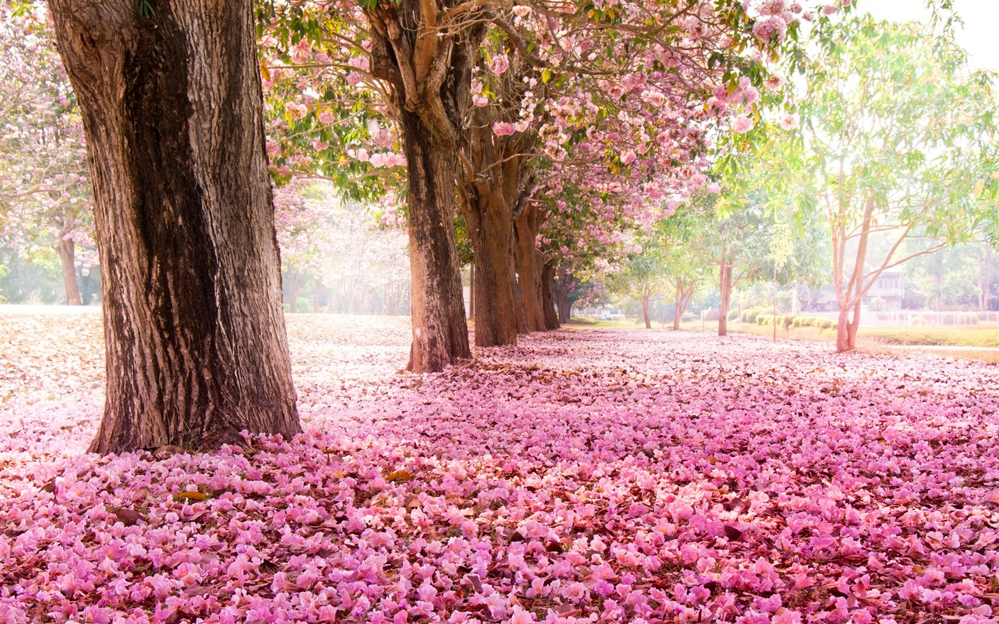 鮮花落在地上，漂亮的高清壁紙 #1 - 1440x900