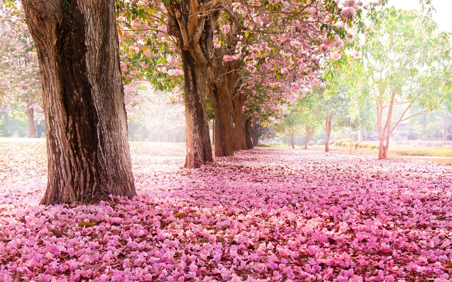 Fleurs tombent sur ​​le sol, beaux fonds d'écran HD #1 - 1440x900