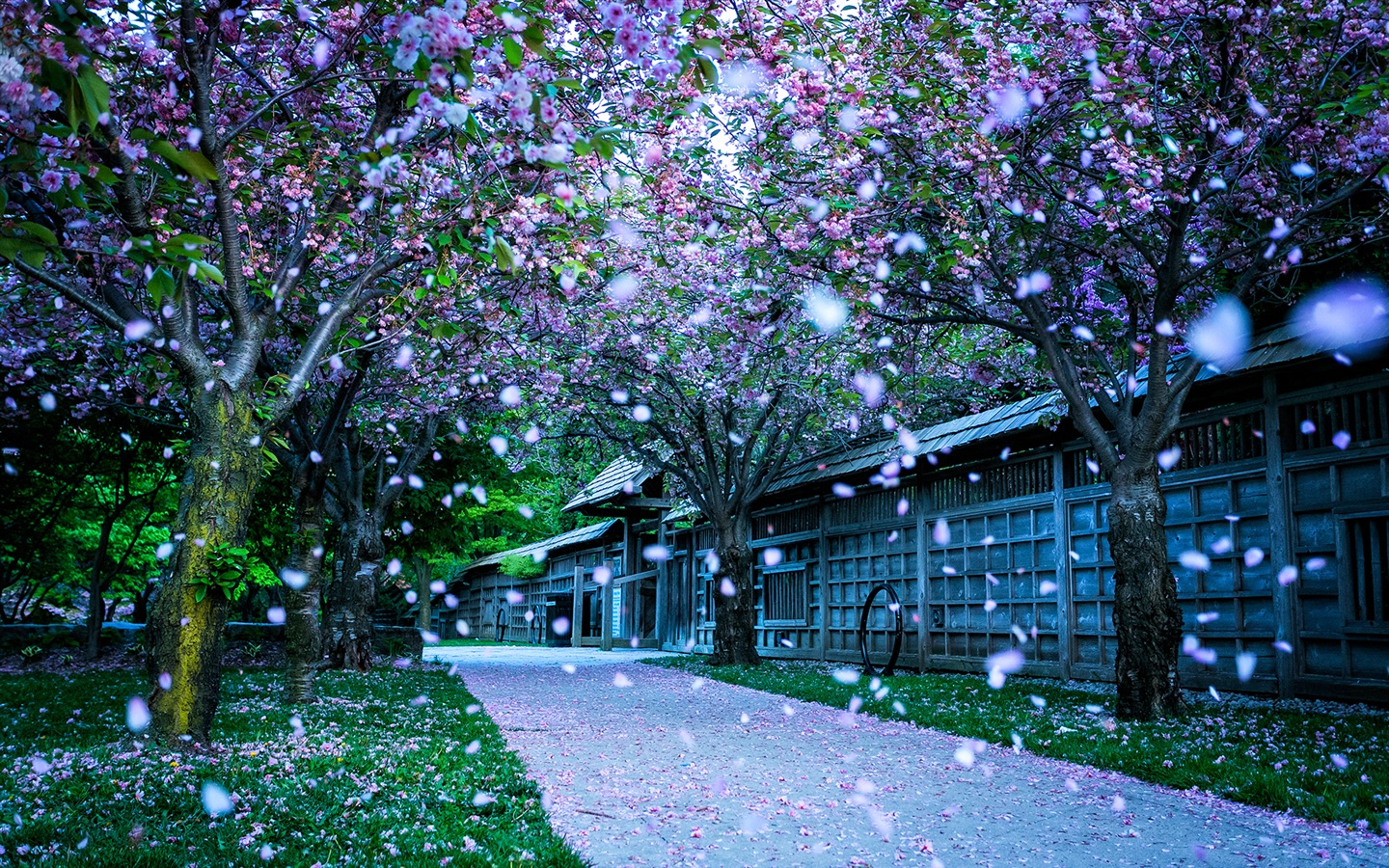 Blumen fallen auf Boden, schönen HD Wallpaper #4 - 1440x900
