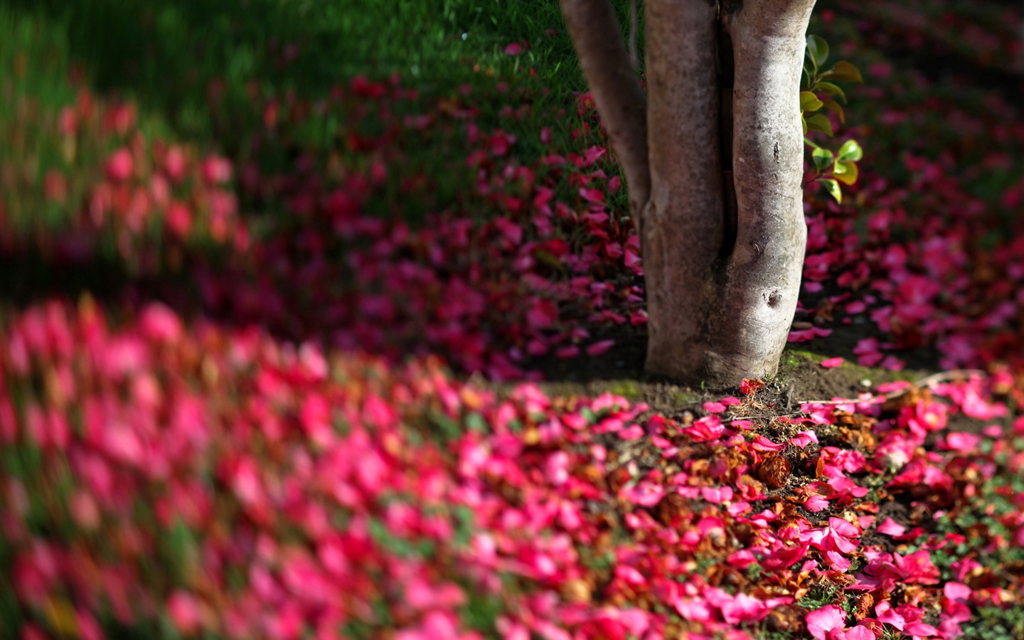 Blumen fallen auf Boden, schönen HD Wallpaper #7 - 1440x900