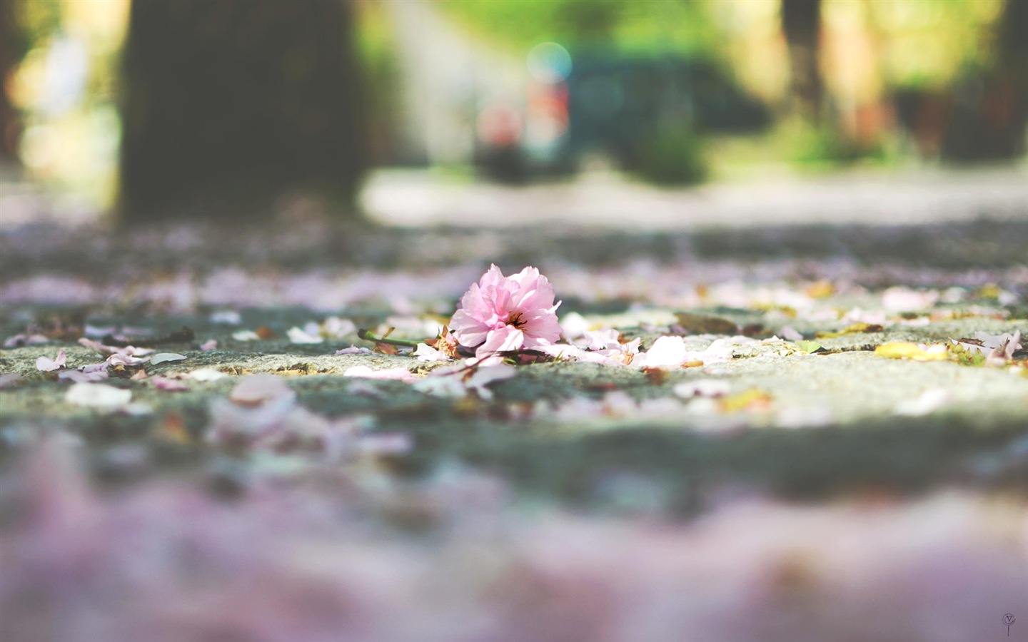 Blumen fallen auf Boden, schönen HD Wallpaper #9 - 1440x900