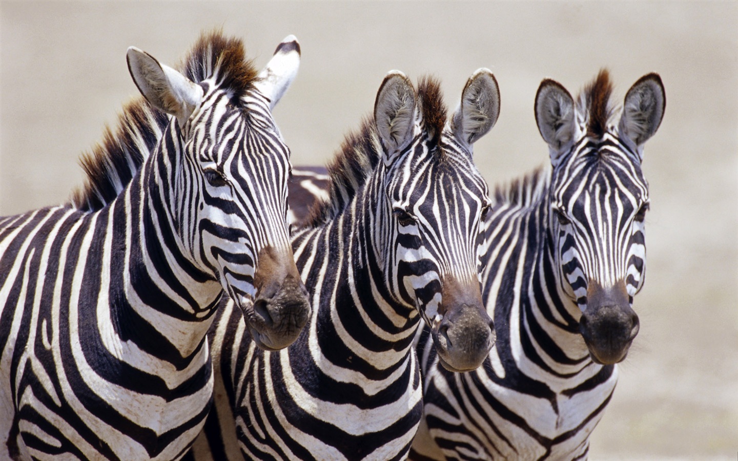 Schwarz-weiß gestreifte Tier, Zebra HD Wallpaper #1 - 1440x900