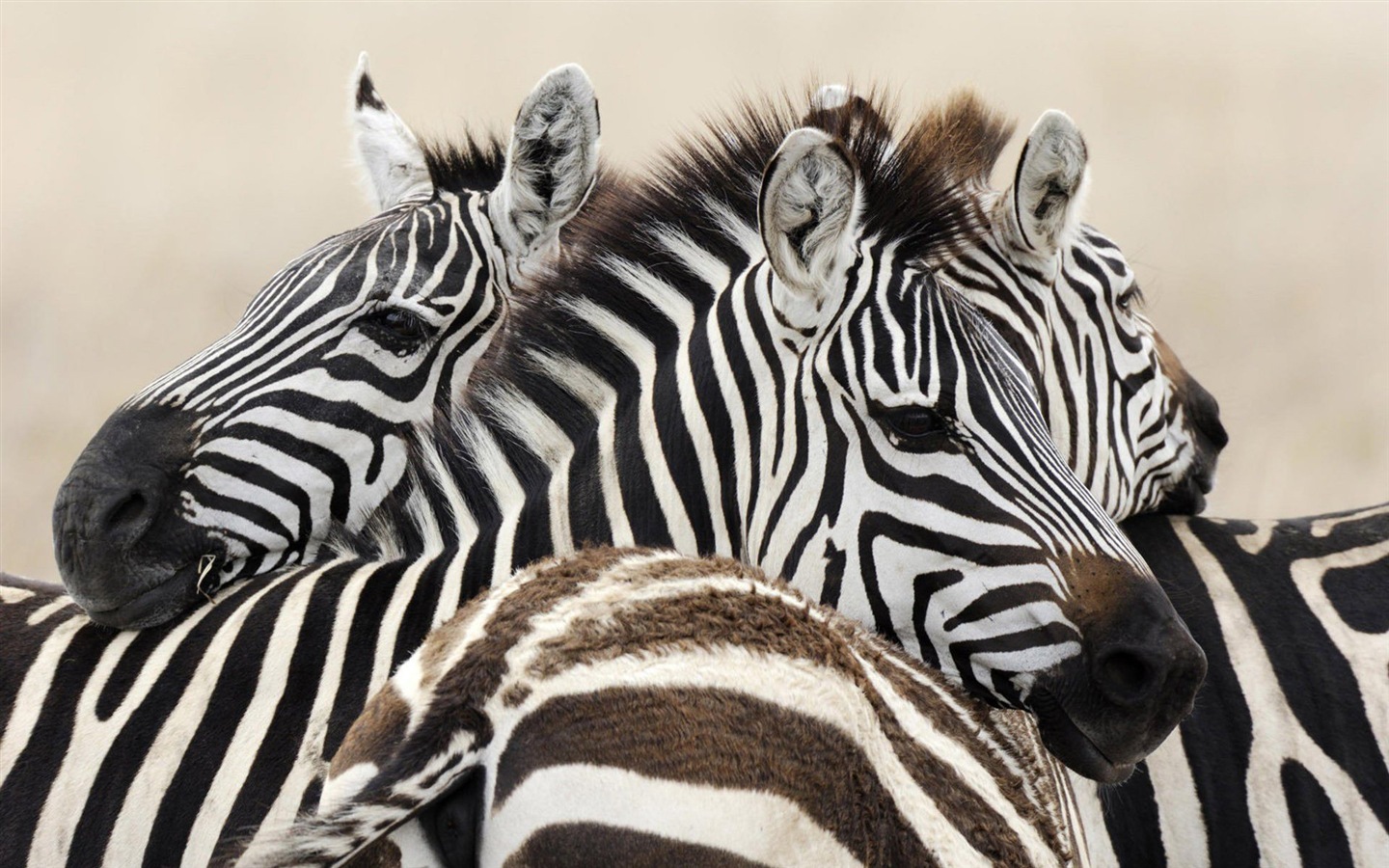 Animal rayé noir et blanc, zèbre fonds d'écran HD #2 - 1440x900