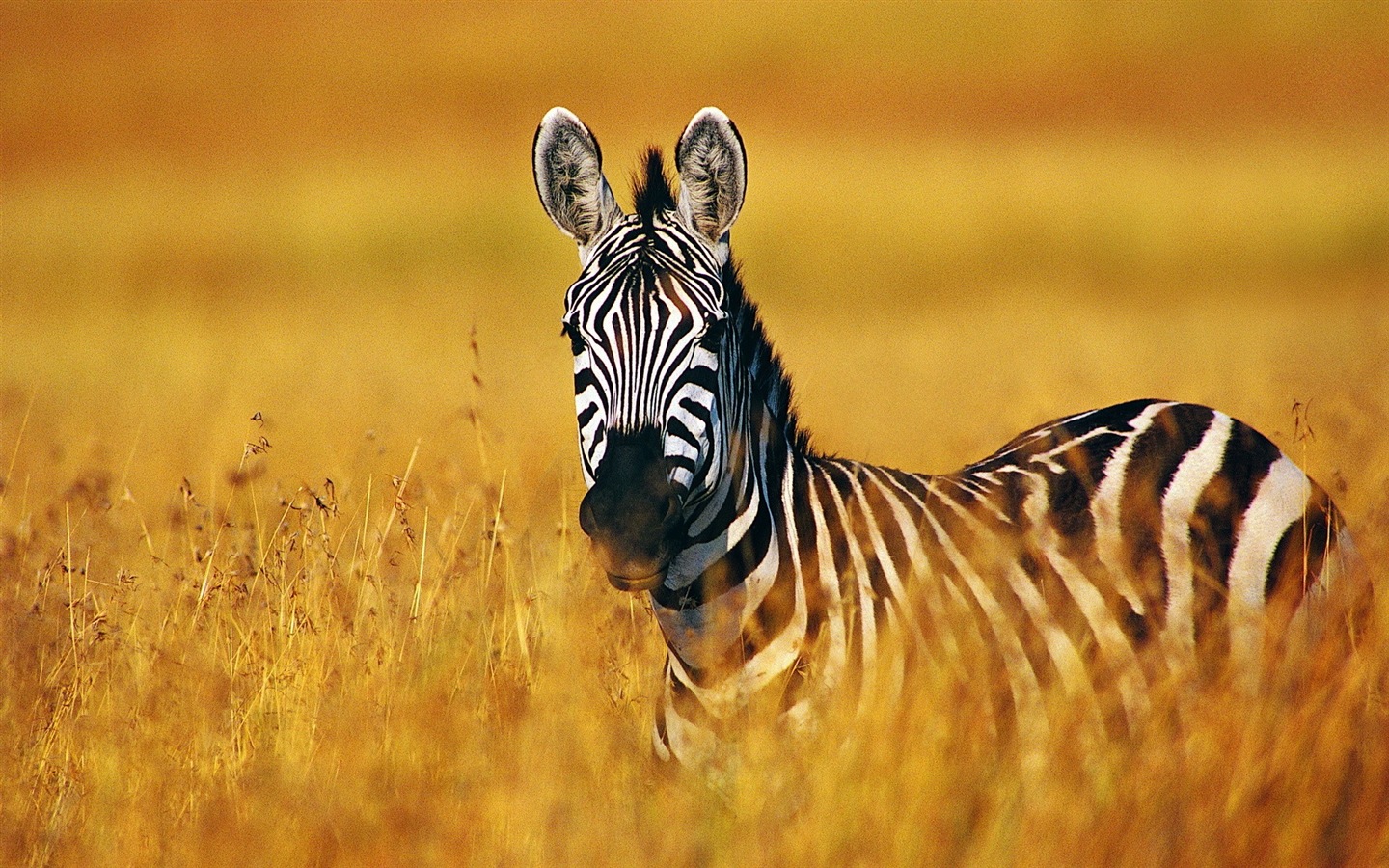 Animal rayé noir et blanc, zèbre fonds d'écran HD #4 - 1440x900