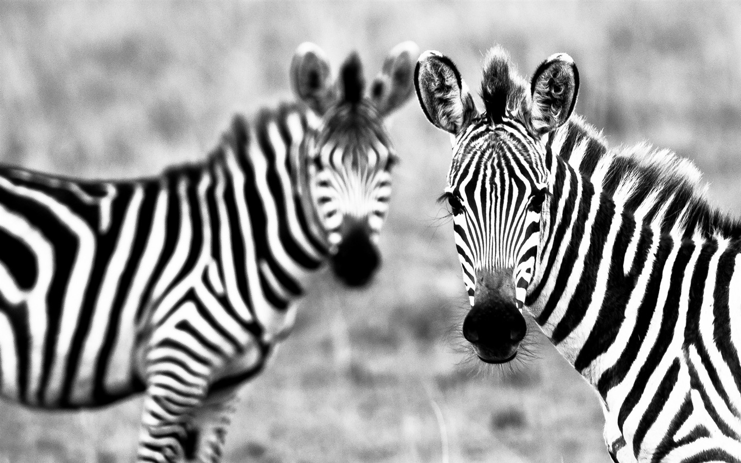 검은 색과 흰색 줄무늬 동물, 얼룩말의 HD 배경 화면 #8 - 1440x900