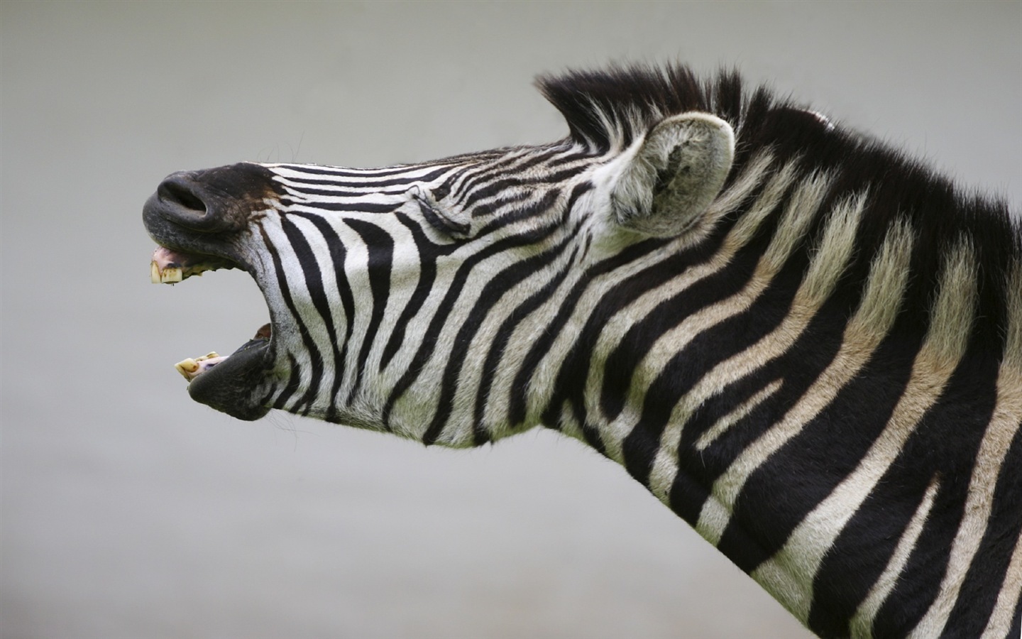 Schwarz-weiß gestreifte Tier, Zebra HD Wallpaper #14 - 1440x900