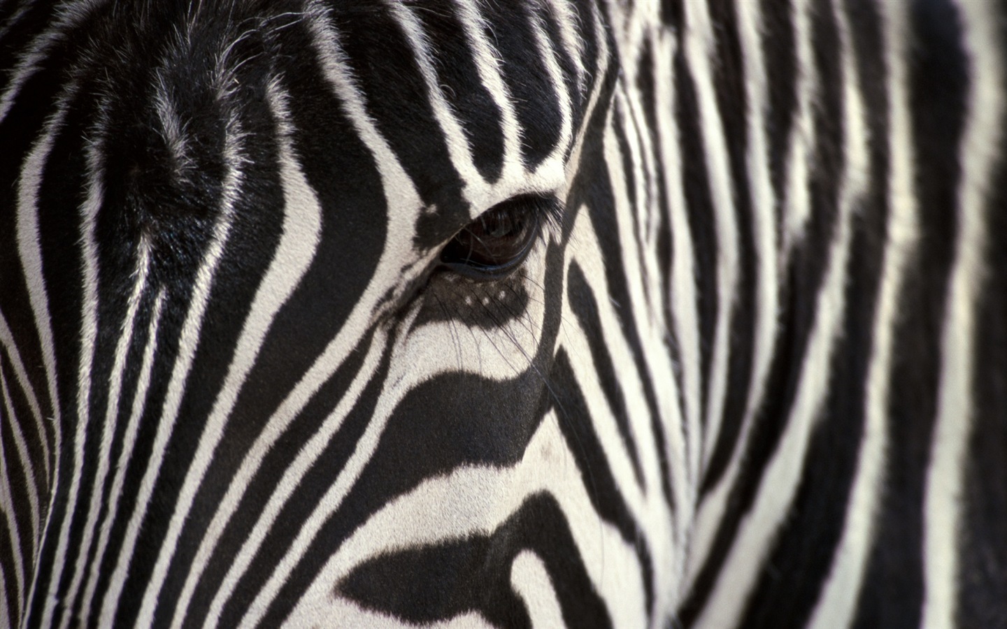 Černá a bílá pruhované zvíře, zebra HD tapety na plochu #17 - 1440x900