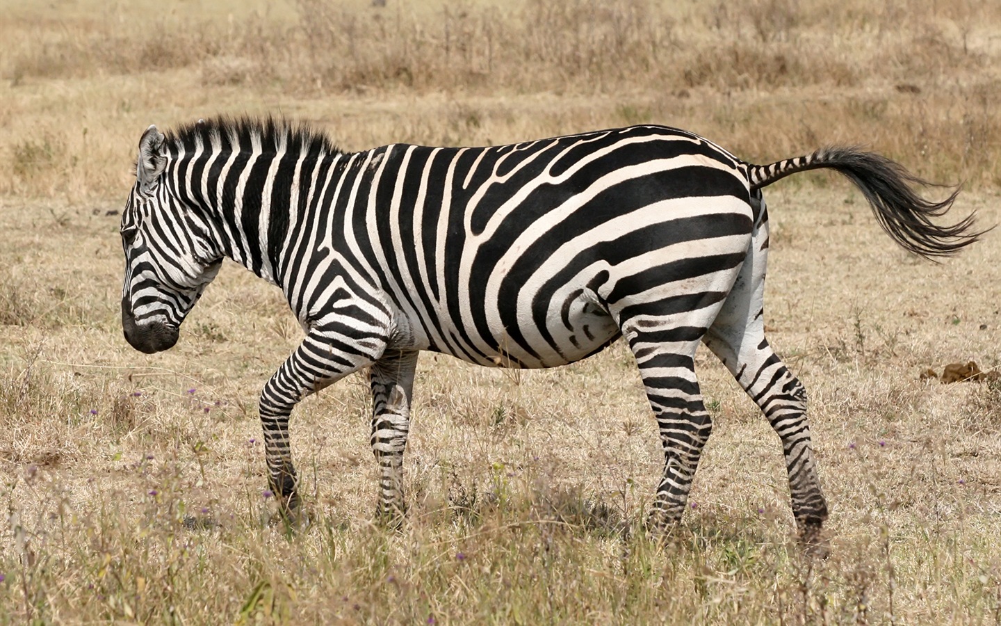 Černá a bílá pruhované zvíře, zebra HD tapety na plochu #18 - 1440x900
