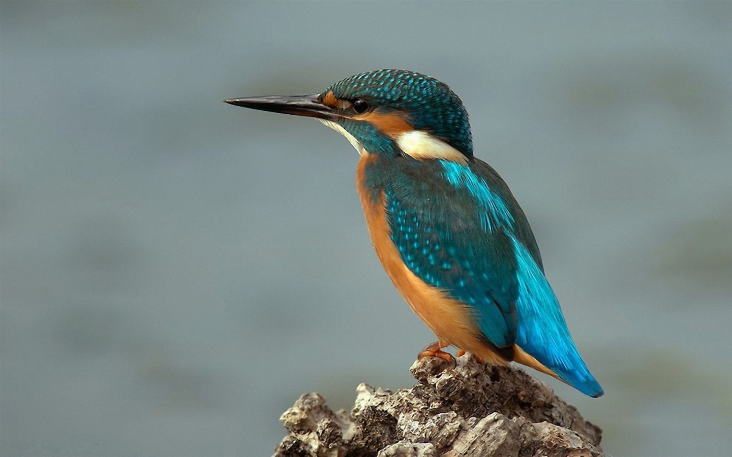 Fonds d'écran de capitaine de pêche, le martin-pêcheur HD #5 - 1440x900