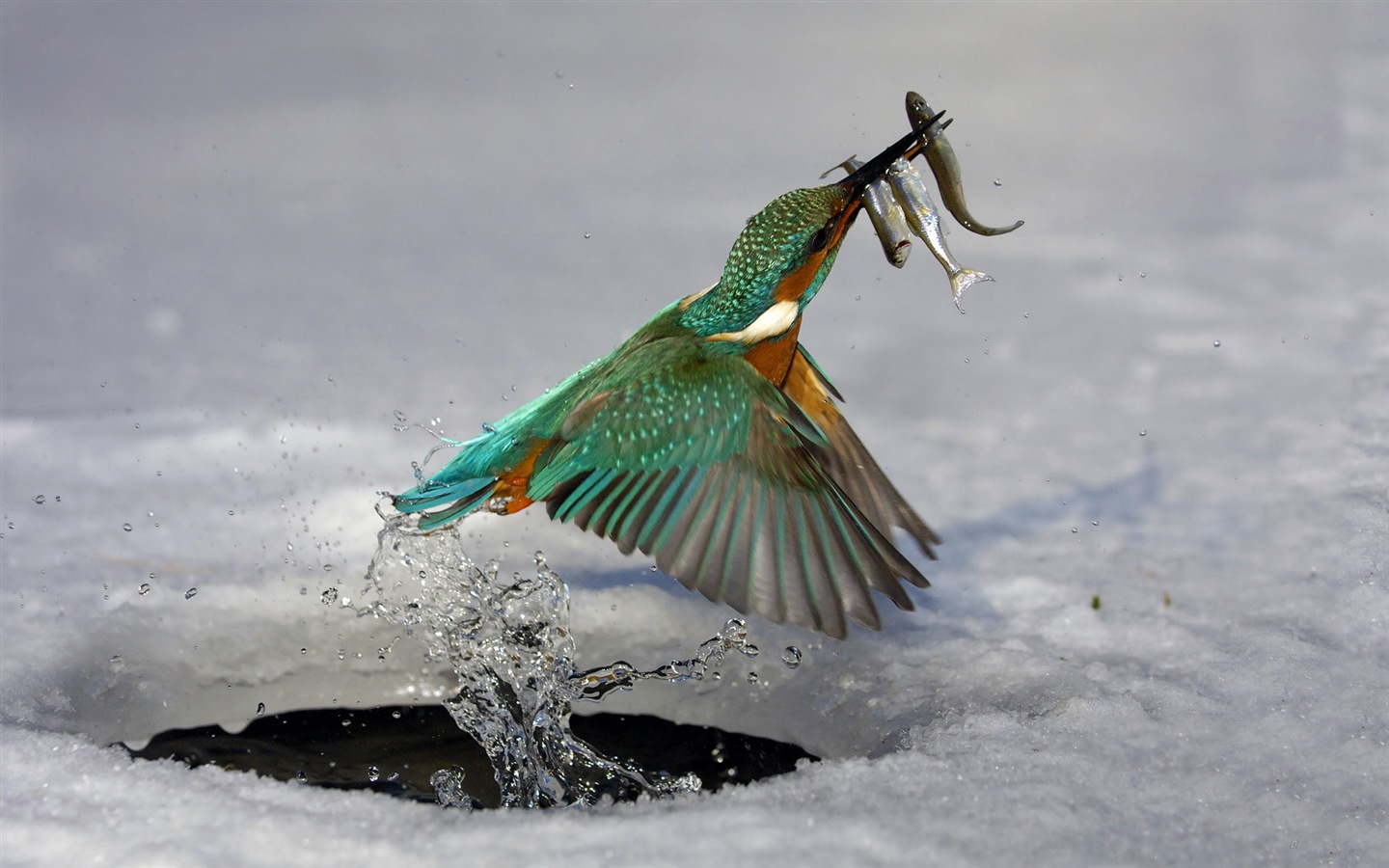 捕魚高手，翠鳥高清壁紙 #7 - 1440x900