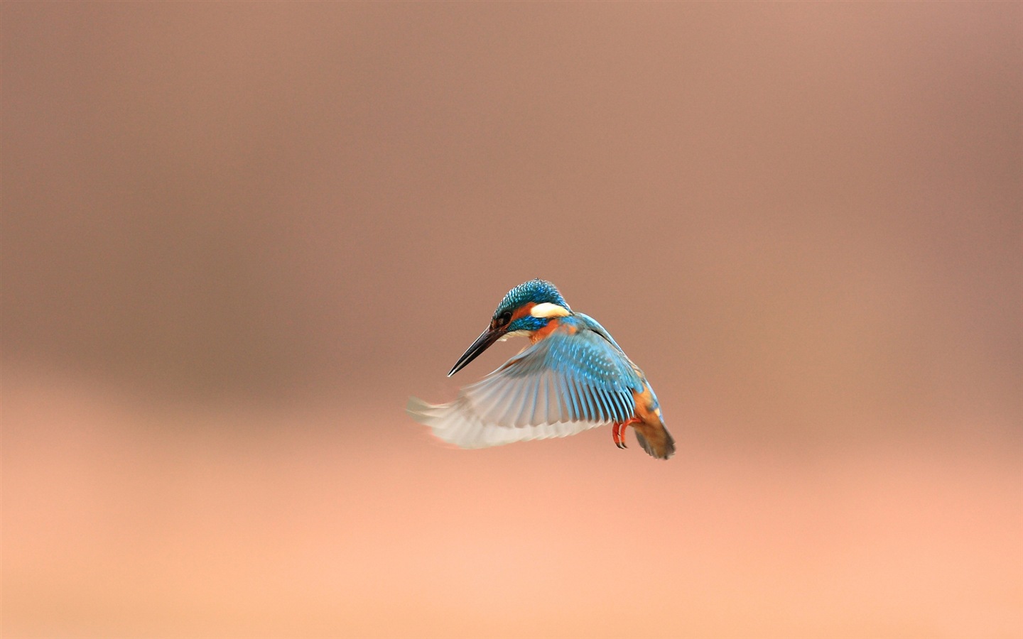 捕魚高手，翠鳥高清壁紙 #10 - 1440x900