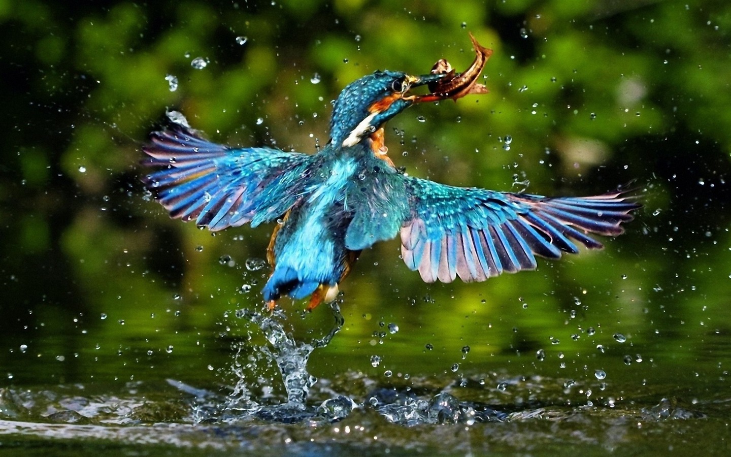 Fondos de pantalla de patrón de pesca, el martín pescador HD #20 - 1440x900