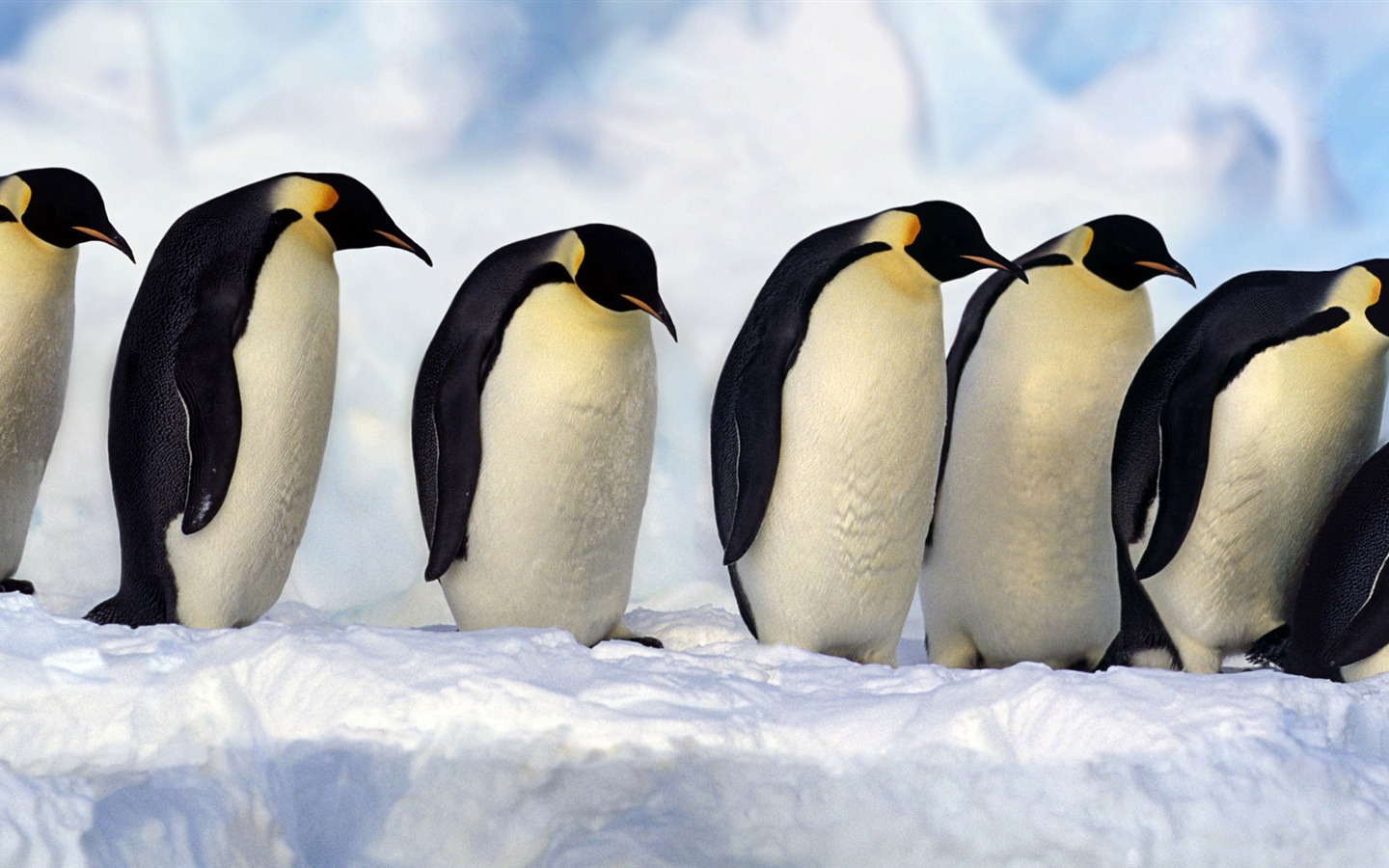 動物的世界，Windows 8 全景寬屏壁紙 #1 - 1440x900