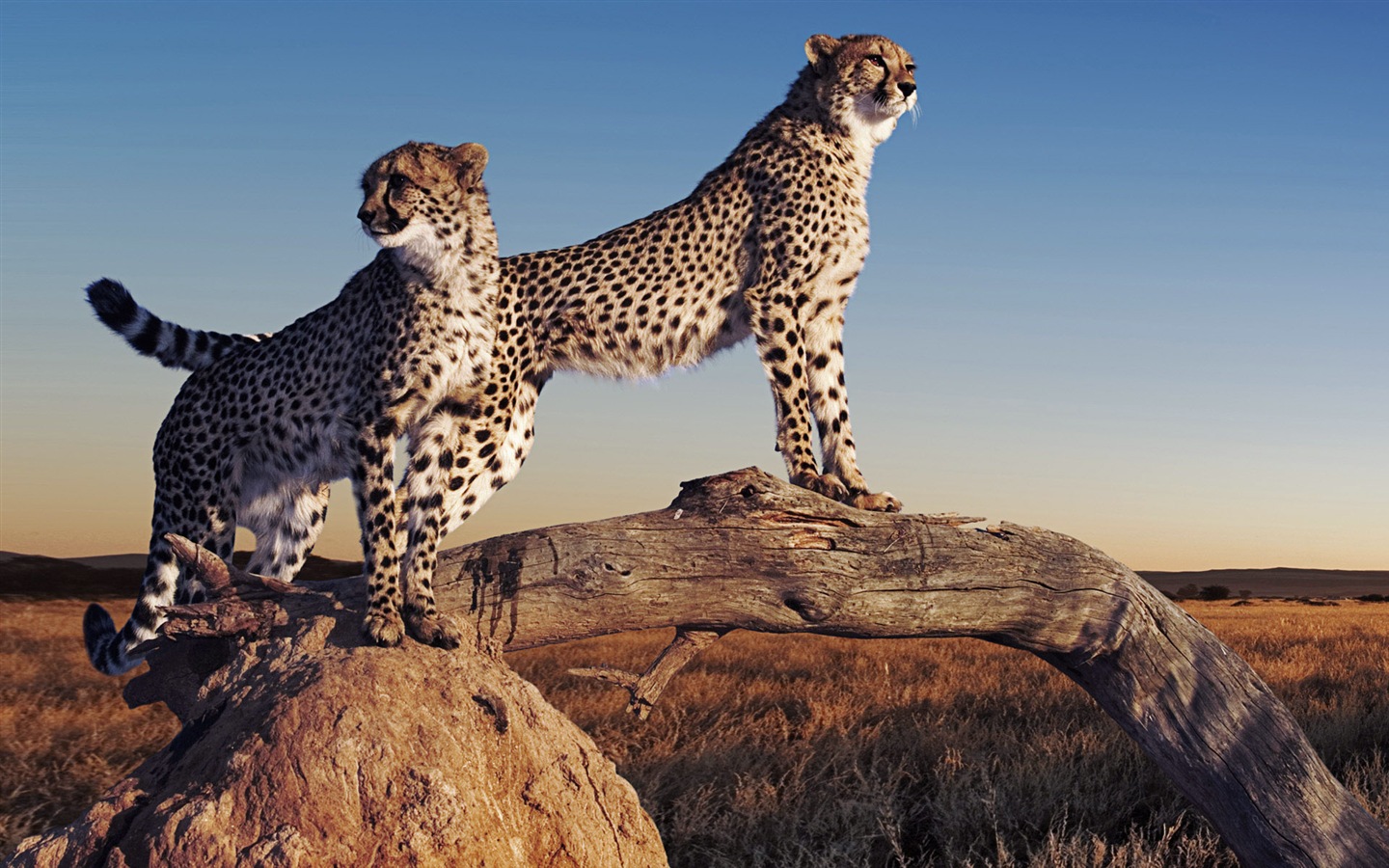 Animal world, Windows 8 panoramic widescreen wallpapers #2 - 1440x900