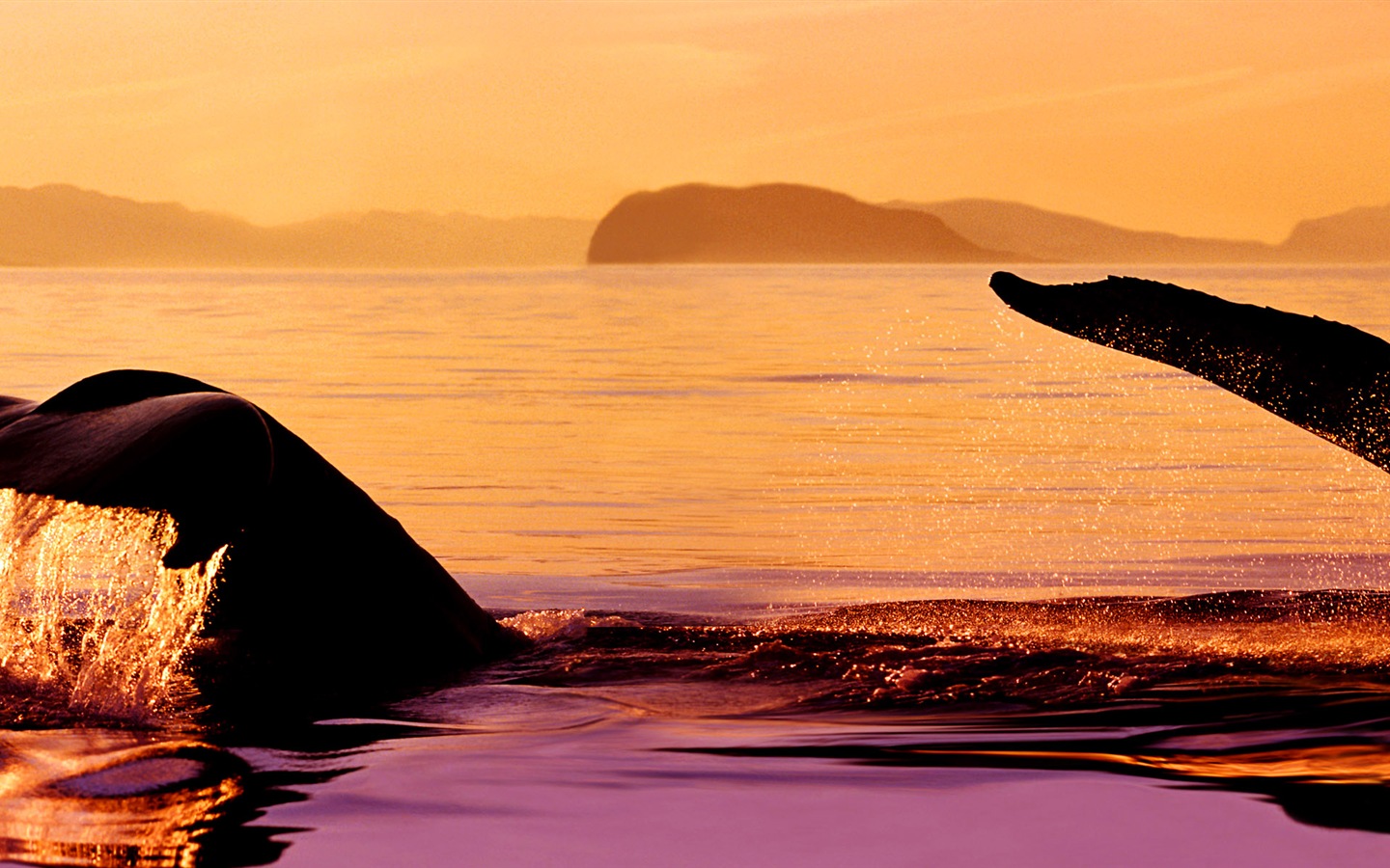 動物的世界，Windows 8 全景寬屏壁紙 #4 - 1440x900