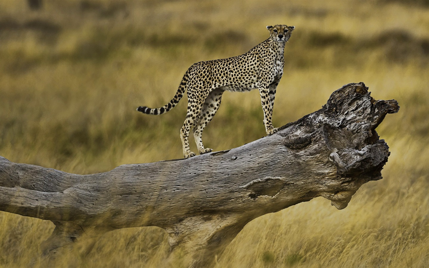 動物的世界，Windows 8 全景寬屏壁紙 #8 - 1440x900