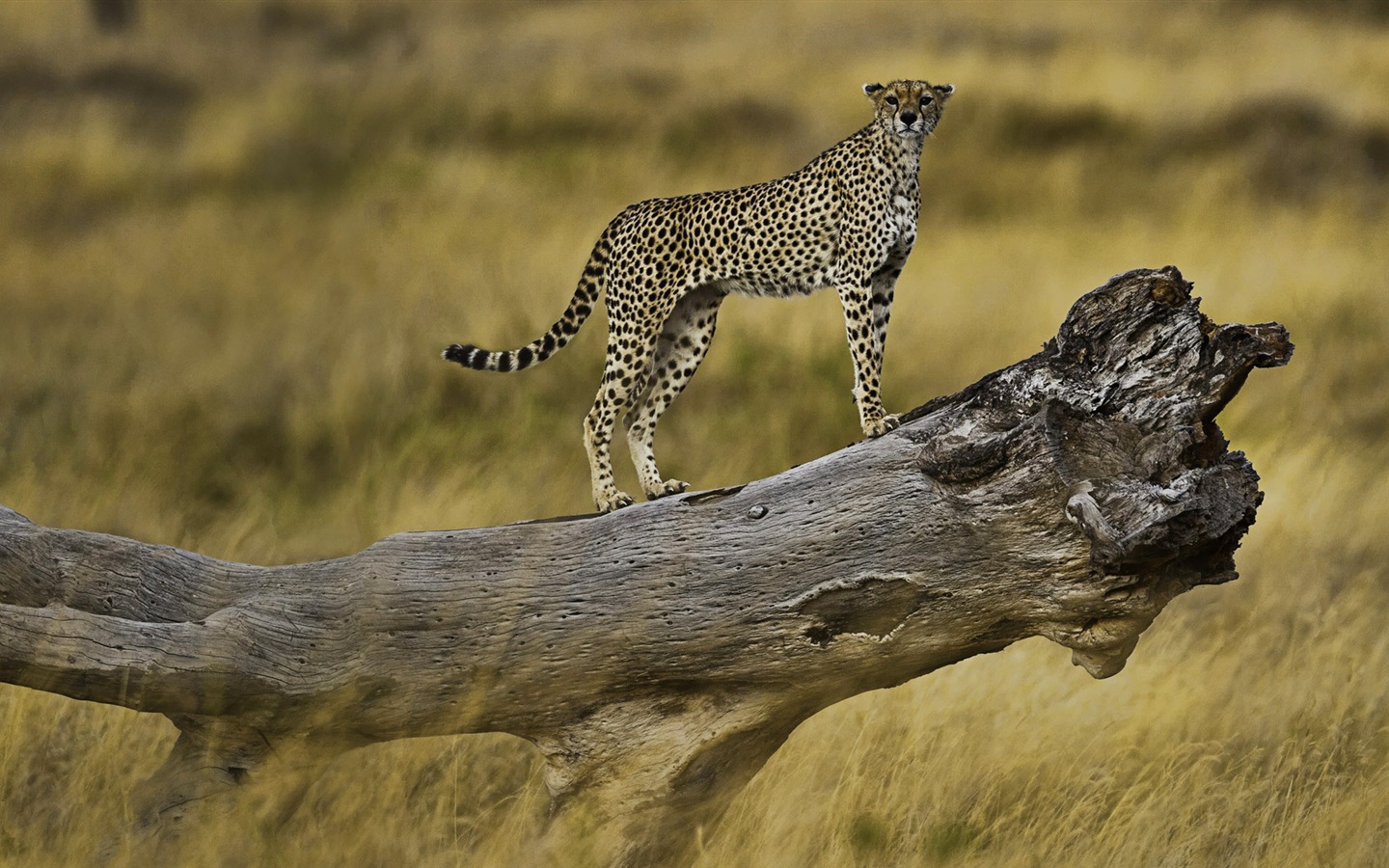 Animal world, Windows 8 panoramic widescreen wallpapers #8 - 1440x900