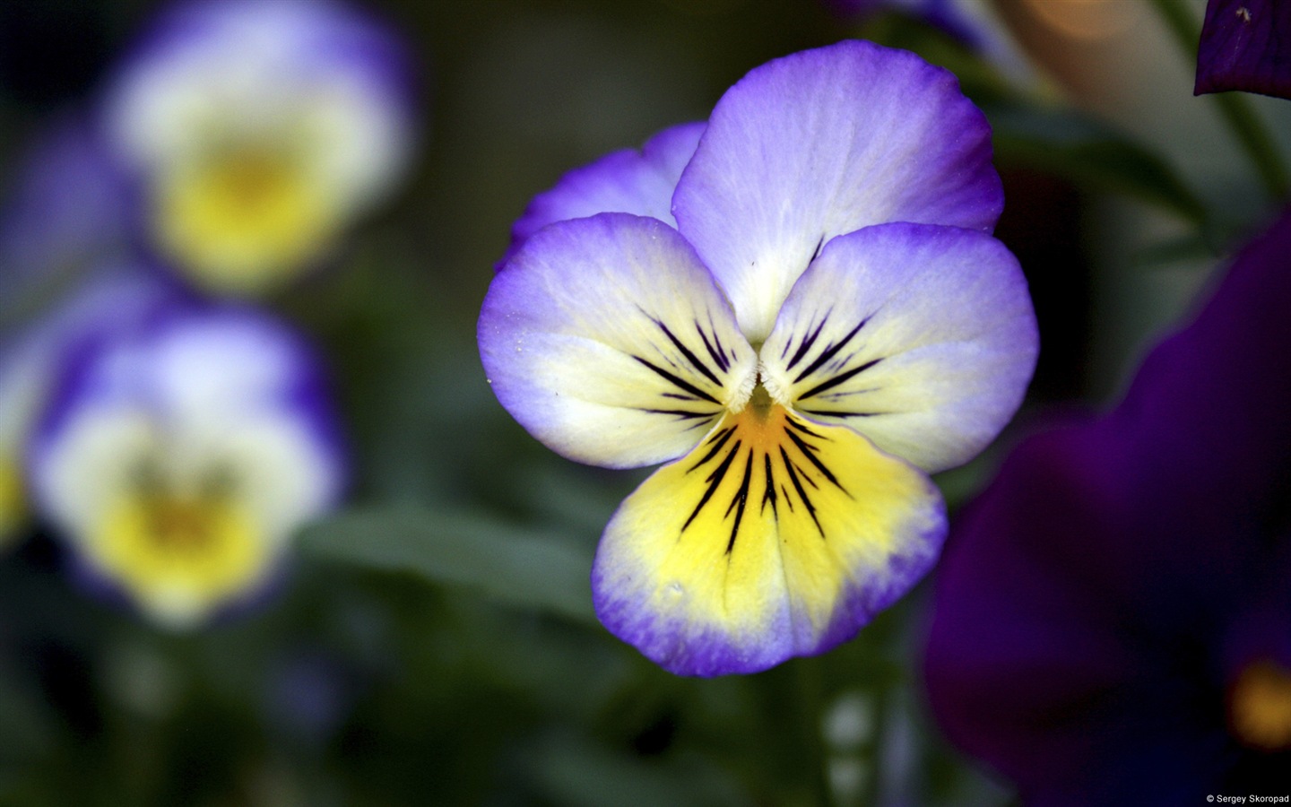 五顏六色的鮮花特寫，Windows 8 高清壁紙 #2 - 1440x900