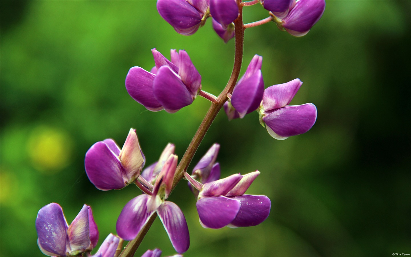 Colorful flowers close-up, Windows 8 HD wallpapers #4 - 1440x900