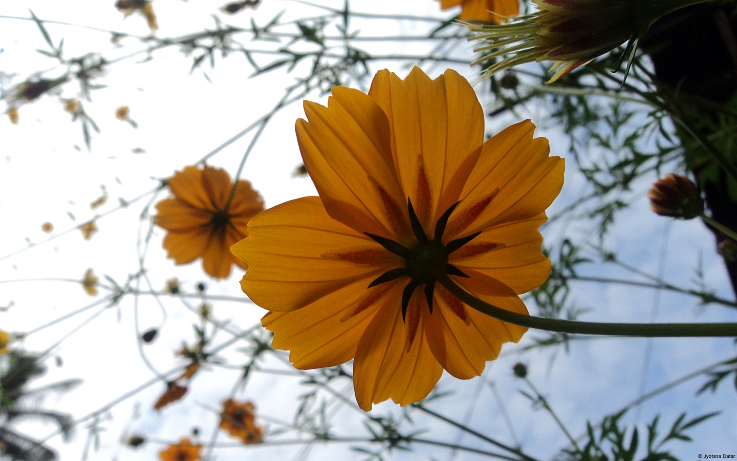화려한 꽃 근접, 윈도우 8의 HD 배경 화면 #11 - 1440x900