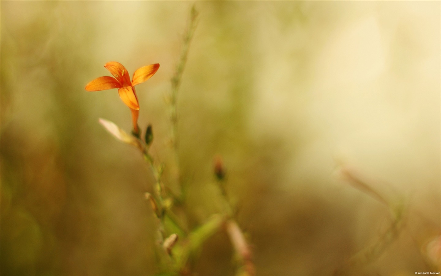 五顏六色的鮮花特寫，Windows 8 高清壁紙 #13 - 1440x900