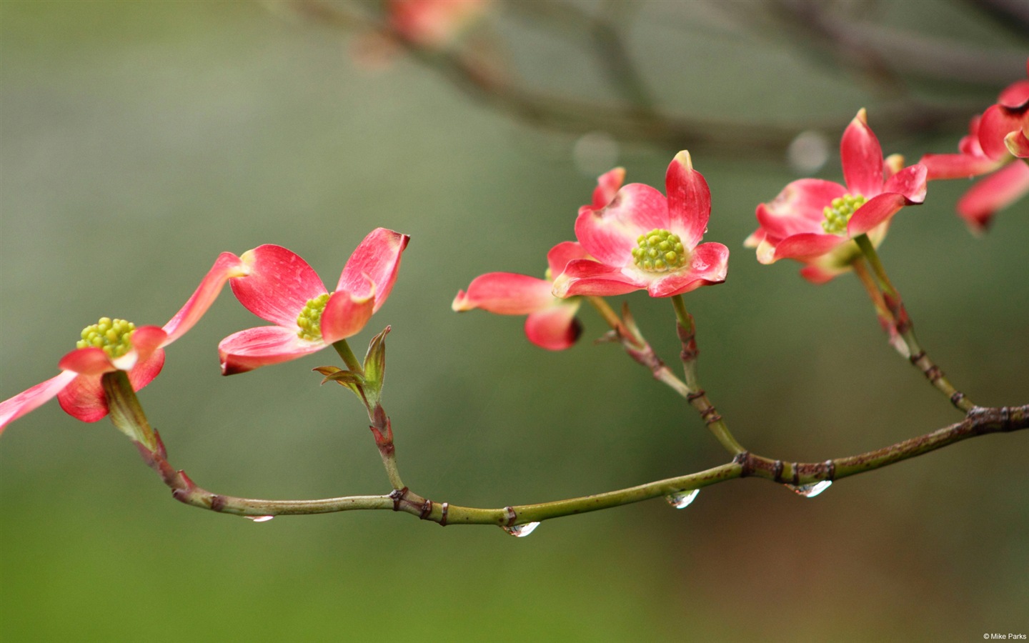 五顏六色的鮮花特寫，Windows 8 高清壁紙 #15 - 1440x900