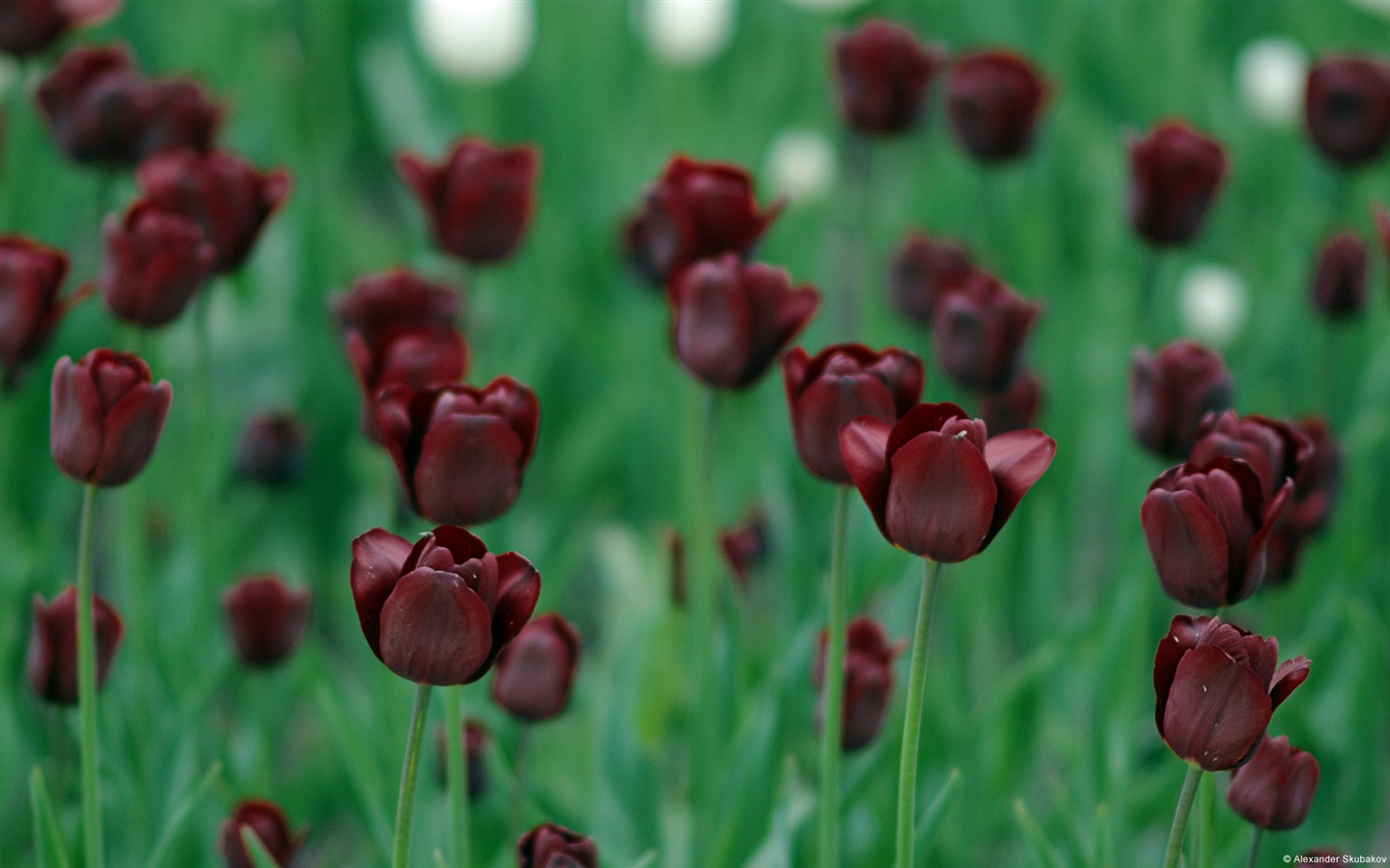 五顏六色的鮮花特寫，Windows 8 高清壁紙 #18 - 1440x900
