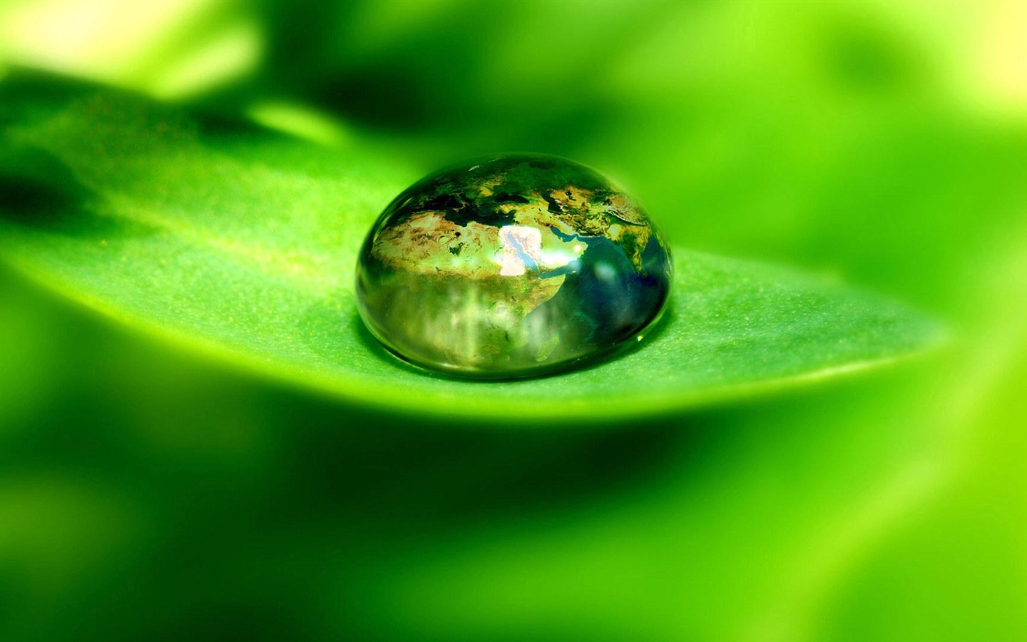 葉子與露珠 高清植物壁紙 #2 - 1440x900