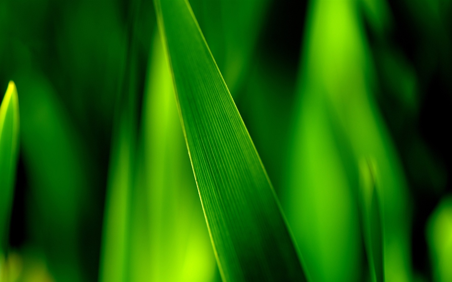 Hojas de las plantas con fondos de pantalla de alta definición de rocío #5 - 1440x900