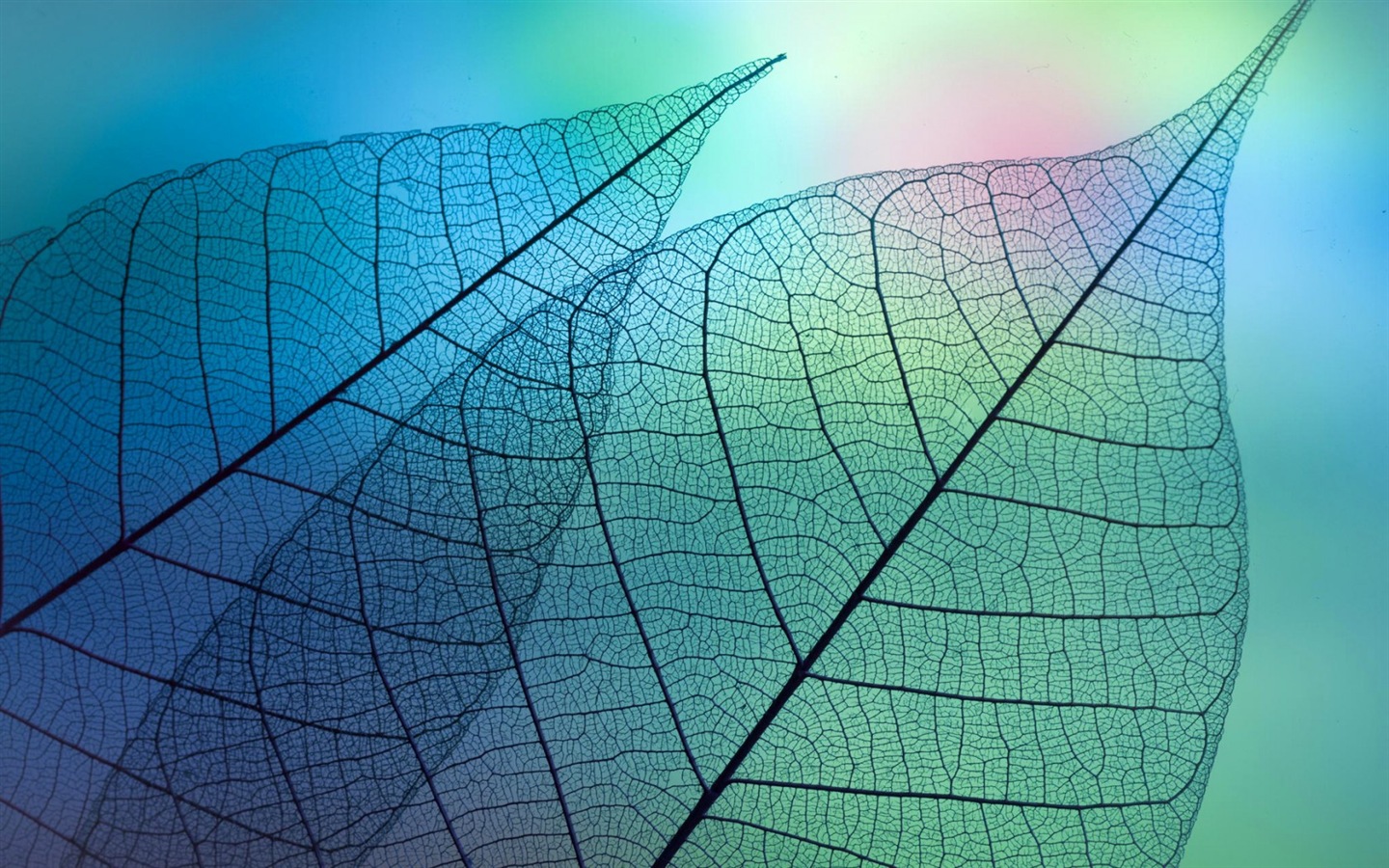 Les feuilles des plantes avec des papiers peints rosée HD #13 - 1440x900