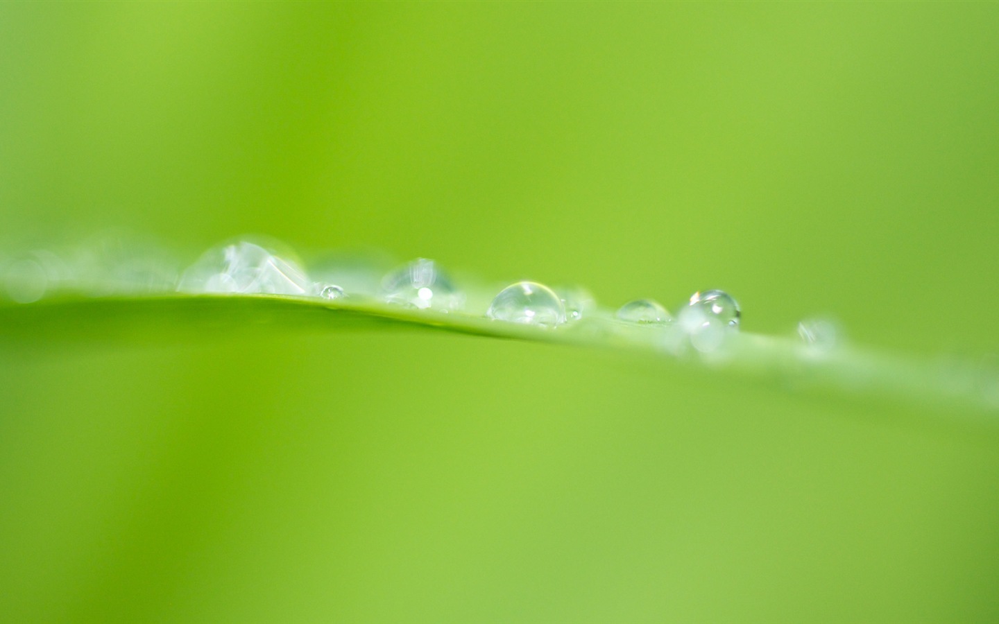 葉子與露珠 高清植物壁紙 #20 - 1440x900
