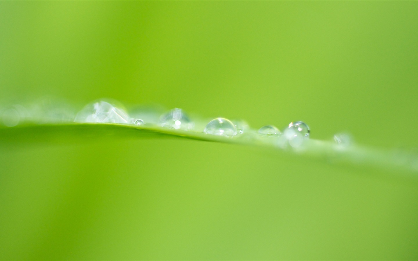 Les feuilles des plantes avec des papiers peints rosée HD #20 - 1440x900