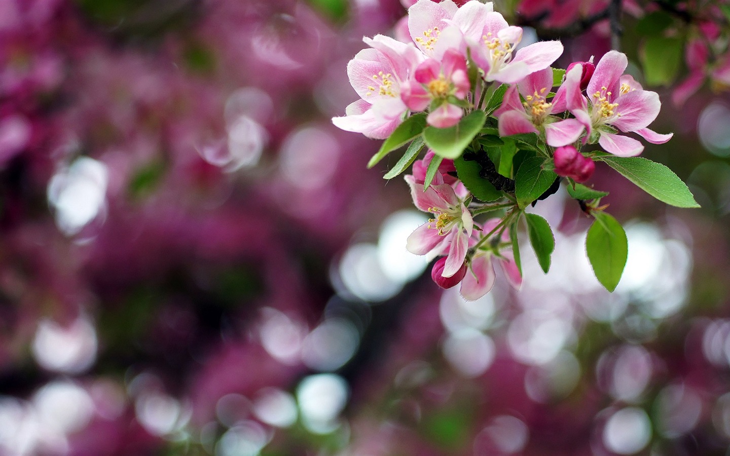 아름다운 꽃의 HD 배경 화면의 매크로 근접 #2 - 1440x900
