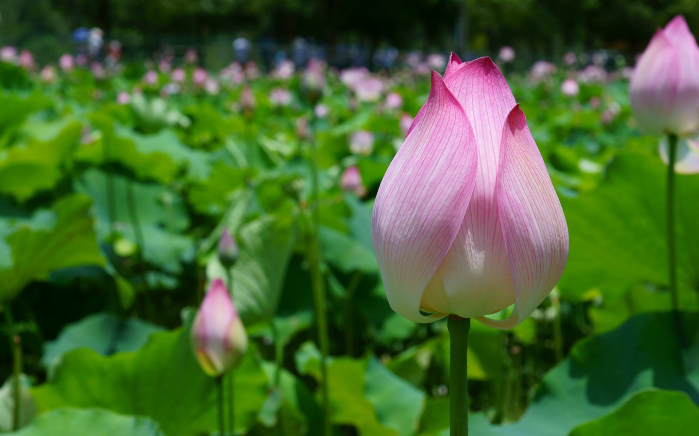아름다운 꽃의 HD 배경 화면의 매크로 근접 #6 - 1440x900