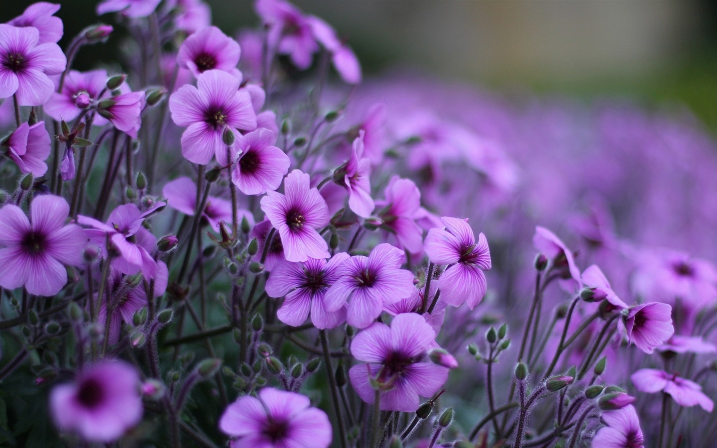 아름다운 꽃의 HD 배경 화면의 매크로 근접 #7 - 1440x900