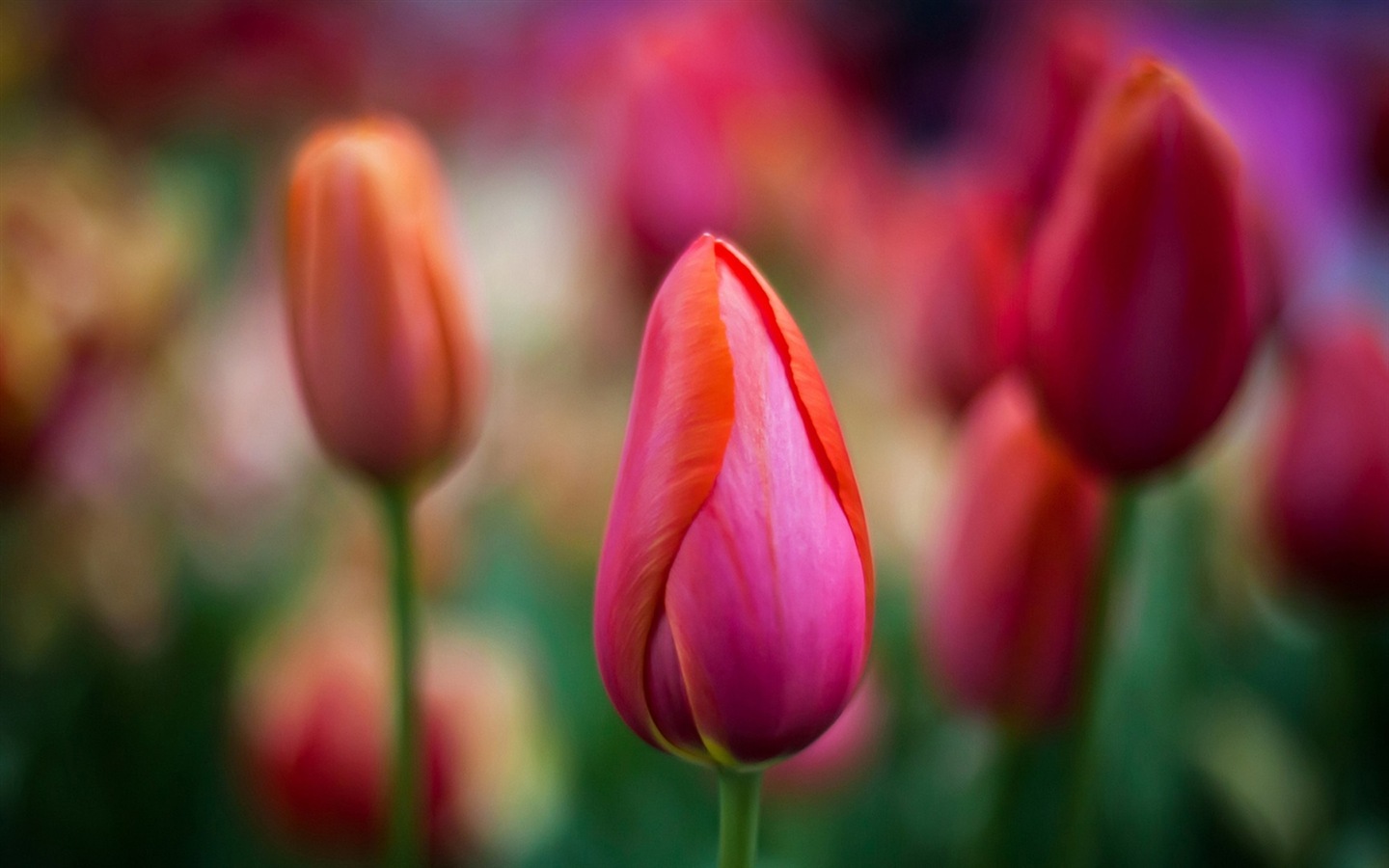 Macro de beaux fonds d'écran HD de fleurs #9 - 1440x900