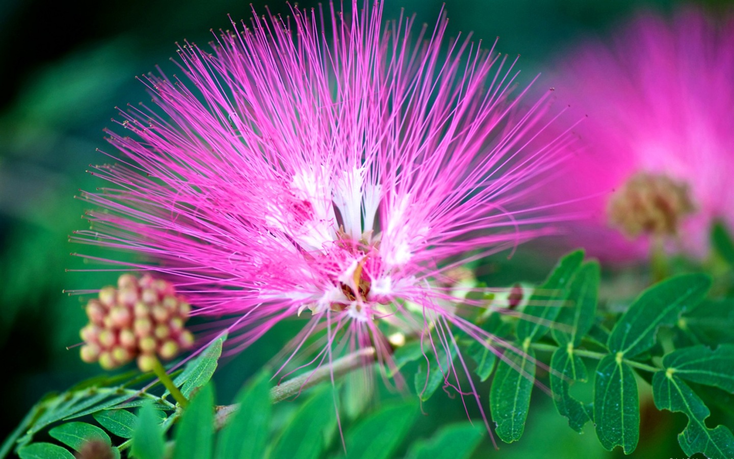 Macro close-up of beautiful flowers HD wallpapers #11 - 1440x900