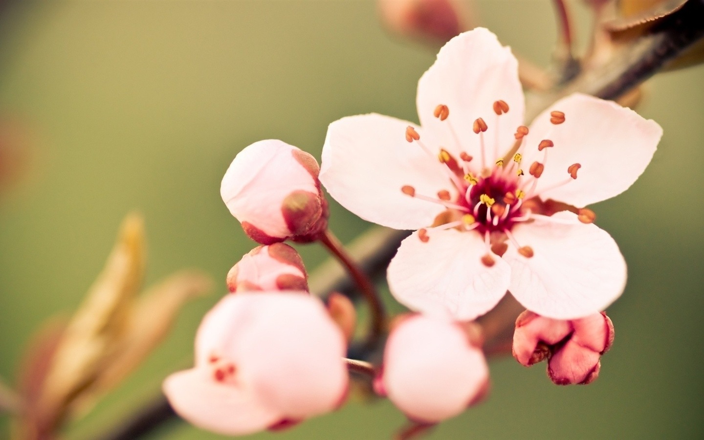 Macro close-up of beautiful flowers HD wallpapers #13 - 1440x900