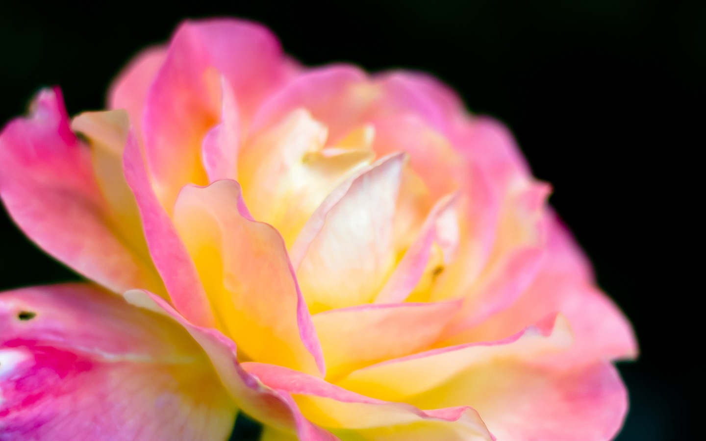 Macro de beaux fonds d'écran HD de fleurs #14 - 1440x900