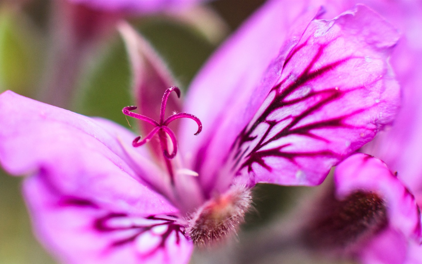 Macro de beaux fonds d'écran HD de fleurs #16 - 1440x900