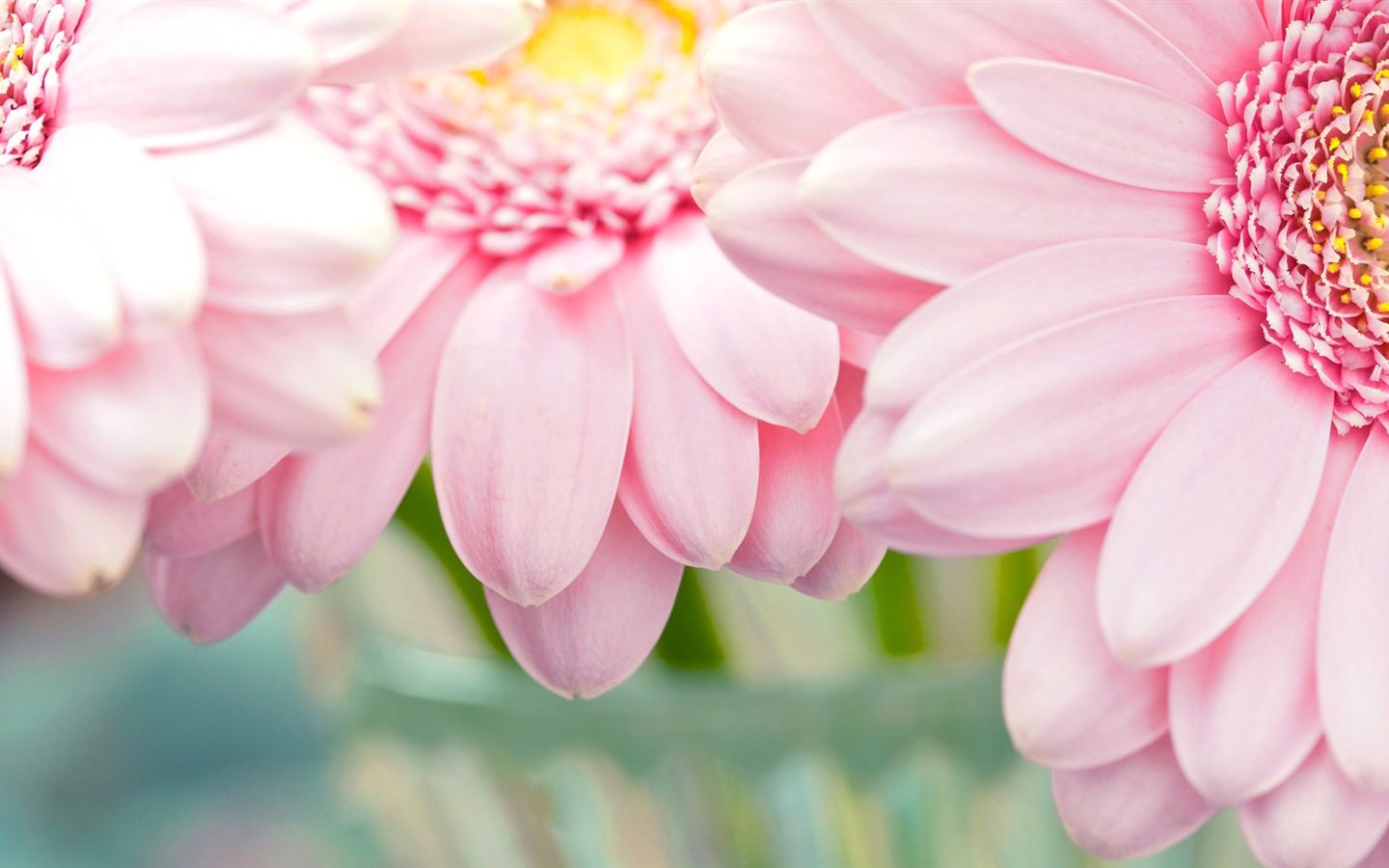 Macro close-up of beautiful flowers HD wallpapers #17 - 1440x900