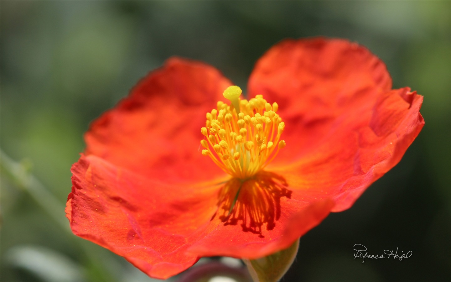봄 꽃의 꽃, 윈도우 8 테마 배경 화면 #5 - 1440x900