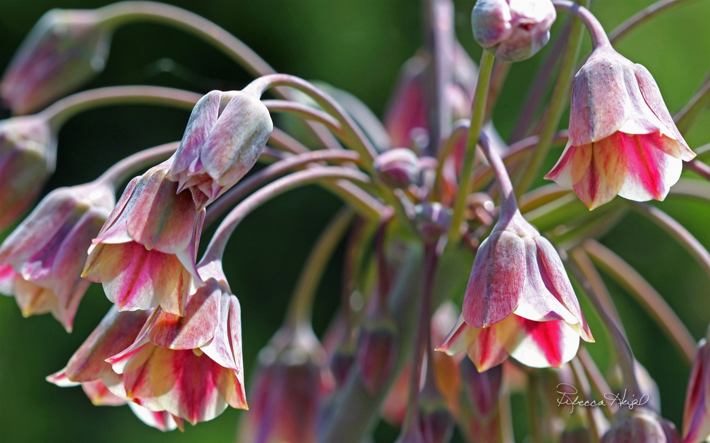 Spring flowers bloom, Windows 8 theme wallpaper #7 - 1440x900