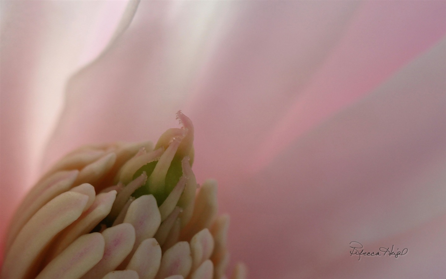 春暖花開，Windows 8 主題壁紙 #11 - 1440x900