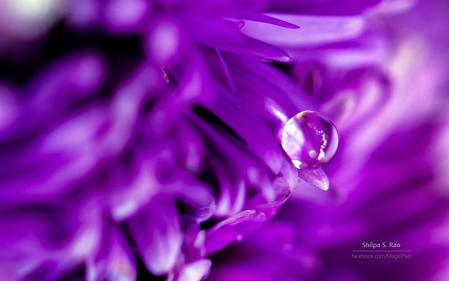 Fleurs avec la rosée close-up, Windows 8 fonds d'écran HD #5 - 1440x900