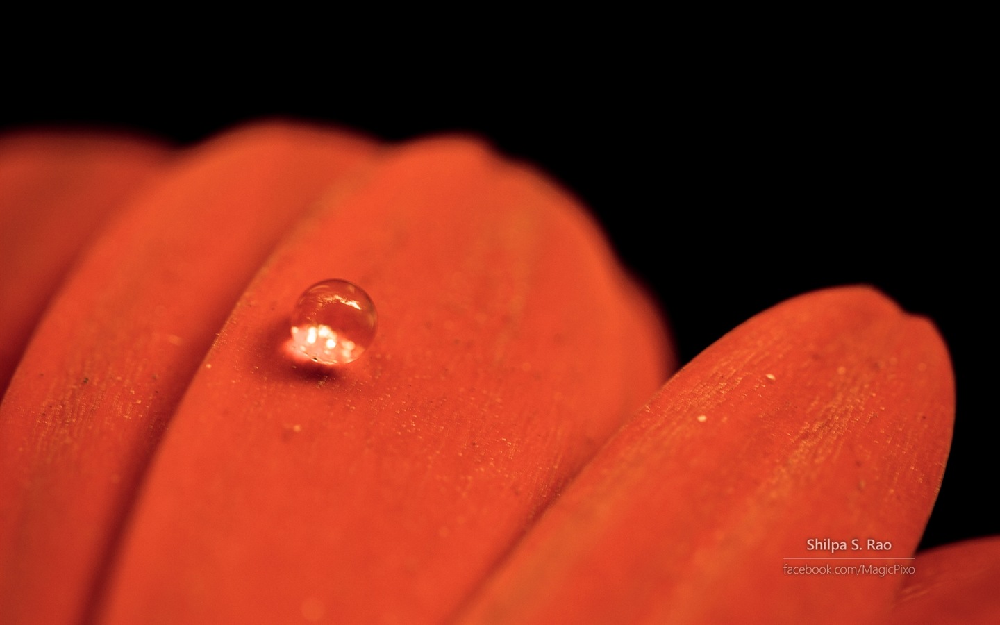 Flowers with dew close-up, Windows 8 HD wallpaper #6 - 1440x900
