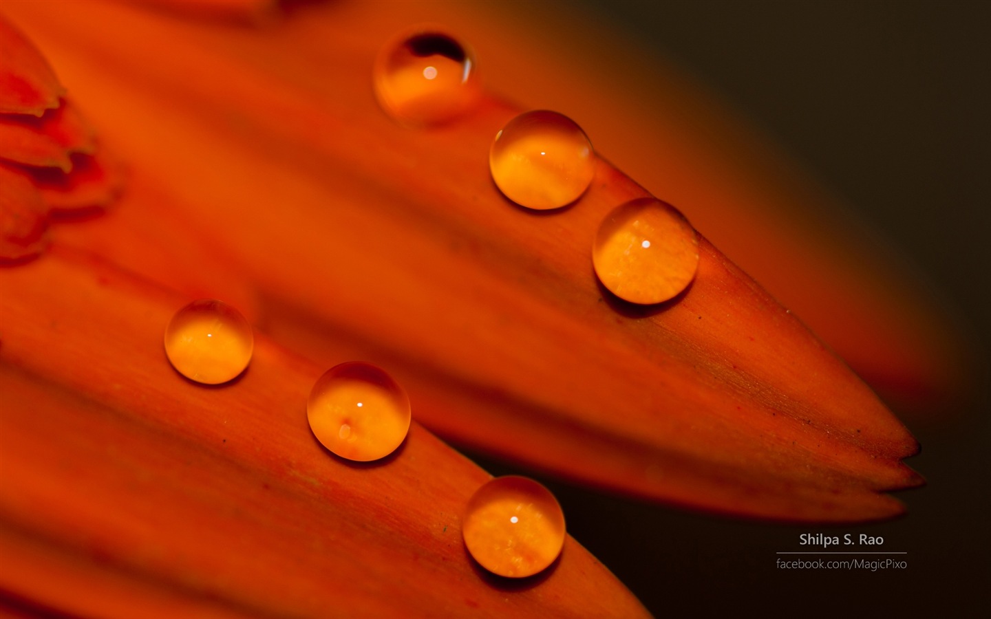 鮮花與露珠特寫，Windows 8 高清壁紙 #9 - 1440x900