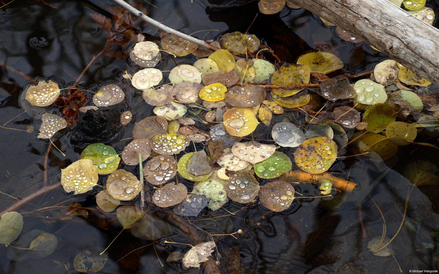 Thème de l'eau, de Windows 8 fonds d'écran HD #12 - 1440x900