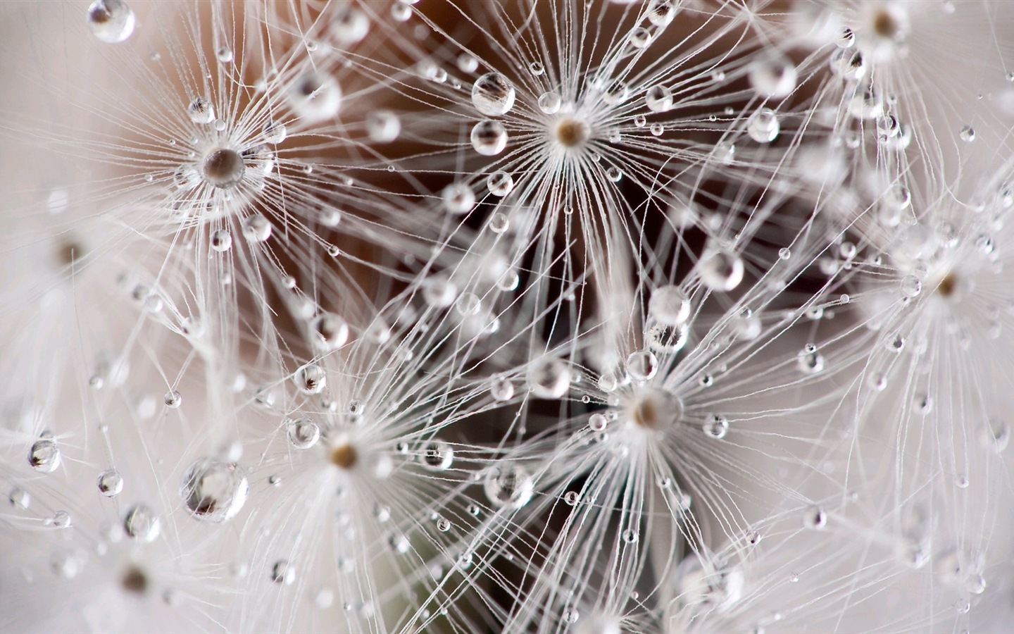 Beautiful plants close-up, dandelion HD wallpapers #6 - 1440x900